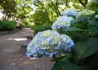 紫陽花の名所の写真・動画_image_137081