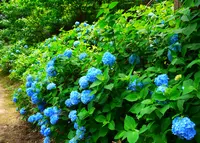 アジサイの里の写真・動画_image_137139