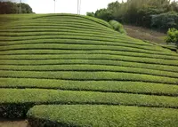 和束茶カフェの写真・動画_image_140141