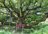 志々島の大楠の写真・動画_image_142132