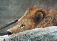 八木山動物公園フジサキの杜の写真・動画_image_148511