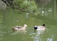 中津万象園・丸亀美術館の写真・動画_image_163859