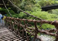祖谷のかずら橋の写真・動画_image_1641540