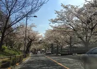 北の丸公園の写真・動画_image_171268