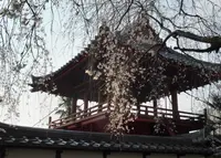妙雲寺の写真・動画_image_172584