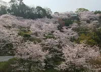 菊池公園の写真・動画_image_172609