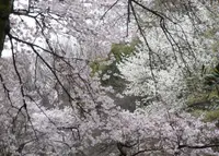 新宿御苑の写真・動画_image_173183