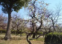大阪城　梅林の写真・動画_image_175532