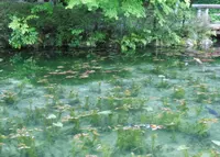 モネの池（名もなき池）の写真・動画_image_180692