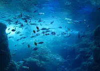 新江ノ島水族館の写真・動画_image_185084