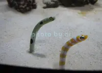 鴨川シーワールドの写真・動画_image_187533