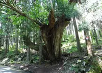 ２１世紀の森の写真・動画_image_188417