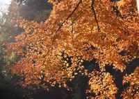 養老渓谷の写真・動画_image_206847