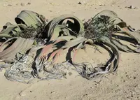 ナミビア　カオランドの写真・動画_image_207307