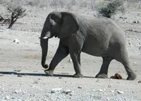 エトーシャ国立公園の写真・動画_image_207327