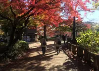 井の頭恩賜公園の写真・動画_image_207345