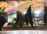 国頭港食堂の写真・動画_image_208461