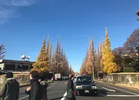 明治神宮外苑いちょう並木の写真・動画_image_210145