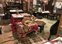 ねんねこ家の写真・動画_image_212708