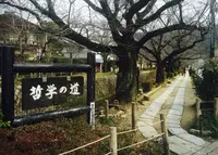 哲学の道の写真・動画_image_218235