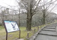 福岡城跡の写真・動画_image_223767