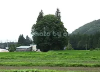 トトロの森の写真・動画_image_249450