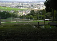 池田町　茶畑の写真・動画_image_250311