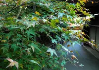 途中の川沿いの道の写真・動画_image_273727