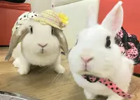 うさぎカフェ うさびび【池袋】の写真・動画_image_278453