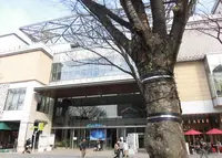 MARK IS みなとみらいの写真・動画_image_290374