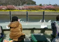 河津三郎の足湯処の写真・動画_image_296132