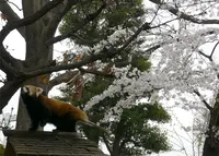 野毛山動物園の写真・動画_image_301322