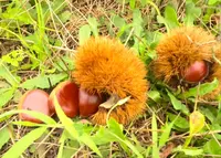 高島市農業公園 マキノピックランドの写真・動画_image_444202
