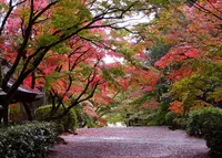 胡宮神社の写真・動画_image_462924