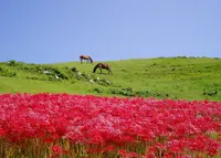 都井岬の写真・動画_image_515283