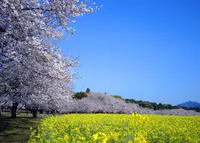 西都原古墳群の写真・動画_image_515370