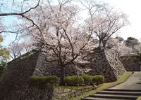 延岡城址の写真・動画_image_519336