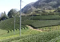 丸小野地区茶園の写真・動画_image_536848