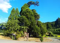 阿弥陀スギの写真・動画_image_863772