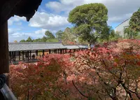 東福寺の写真・動画_image_901565