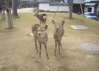 奈良公園の写真・動画_image_920531