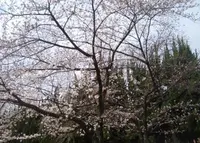 毛馬桜之宮公園の写真・動画_image_998761