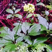 船上山の写真・動画_image_137947