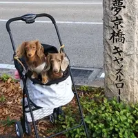 夢京橋キャッスルロードの写真・動画_image_156003