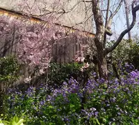 雲林院の写真・動画_image_128325