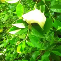 勝持寺の写真・動画_image_78623