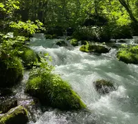奥入瀬渓流　　の写真・動画_image_1542115