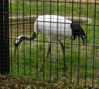 岡山後楽園の写真・動画_image_125373
