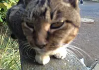 三溪園の写真・動画_image_20017