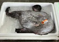 南三陸さんさん商店街の写真・動画_image_20284